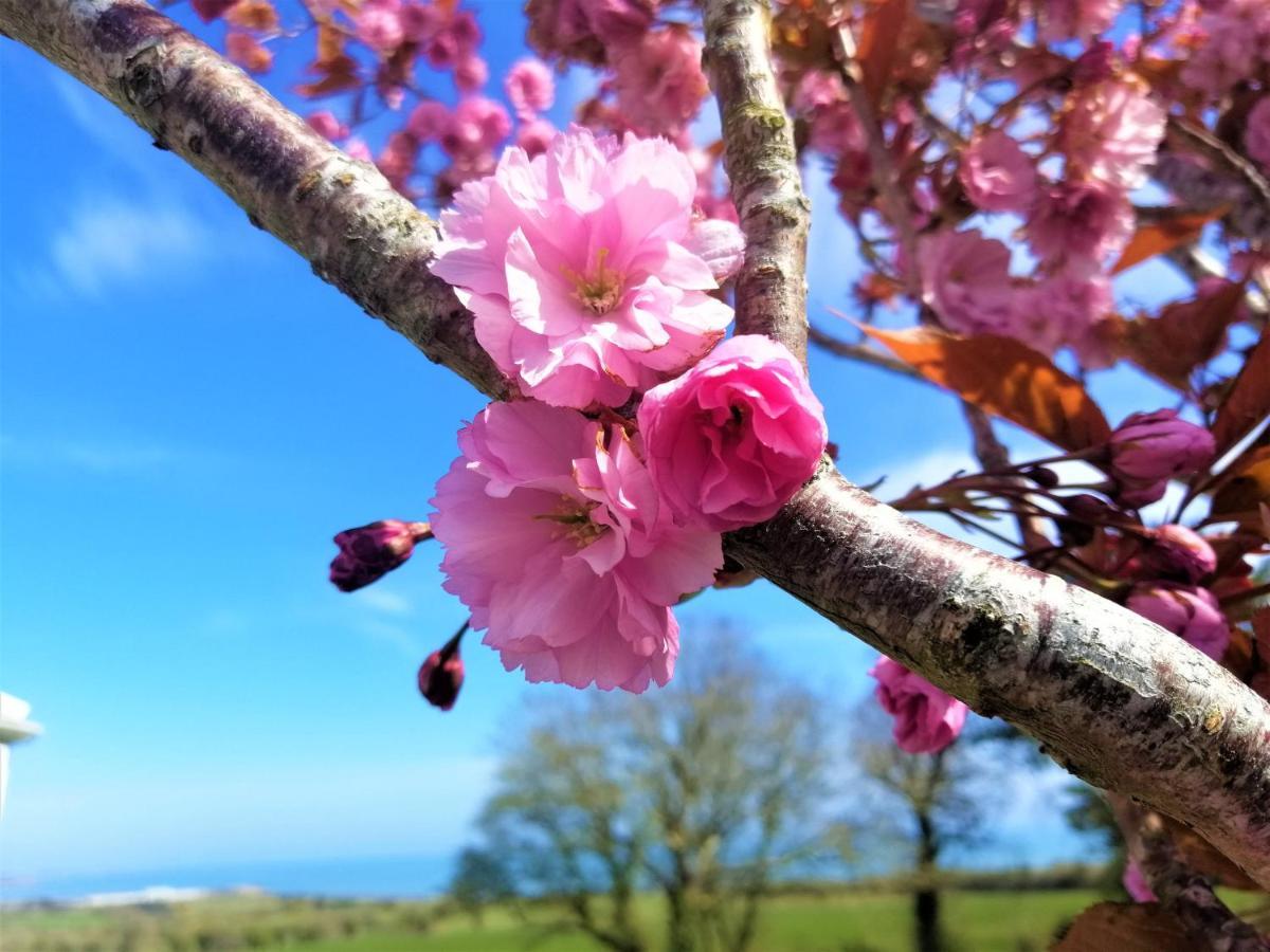Moneylands Farm B&B Arklow Εξωτερικό φωτογραφία